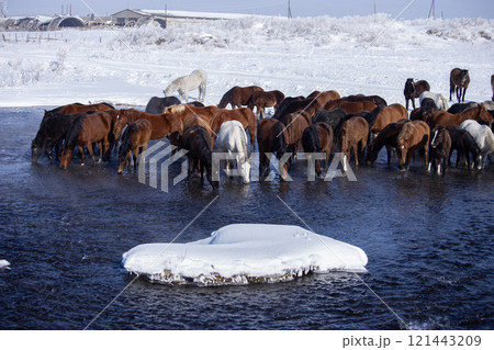 A herd of horses gathers by a cold, flowing river in a snowy winter landscape. 121443209