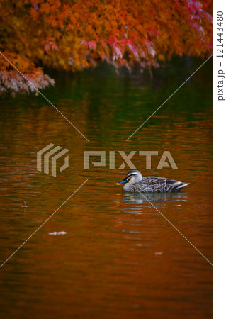紅葉の秋に身近な 紅葉の秋に身近な 121443480