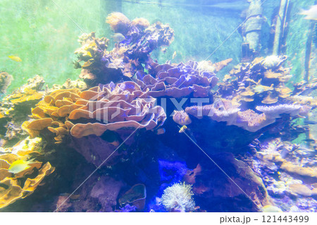 Close-up of corals at the National Museum of Marine Biology and Aquarium in Kenting National Park of Pingtung, Taiwan. Close-up of corals at the National Museum of Marine Biology and Aquarium in Kenting National Park of Pingtung, Taiwan. 121443499