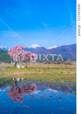 【桜素材】安曇野市春の原風景・常念道祖神の桜【長野県】 【桜素材】安曇野市春の原風景・常念道祖神の桜【長野県】 121443886