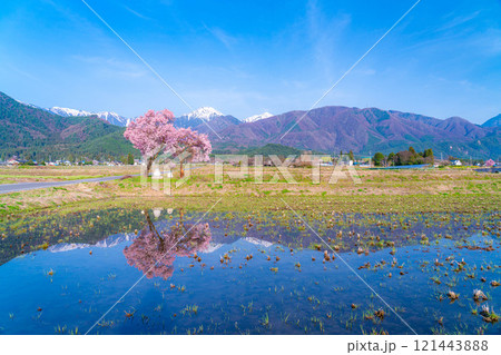 【桜素材】安曇野市春の原風景・常念道祖神の桜【長野県】 【桜素材】安曇野市春の原風景・常念道祖神の桜【長野県】 121443888