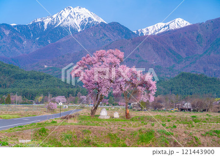 【桜素材】安曇野市春の原風景・常念道祖神の桜【長野県】 【桜素材】安曇野市春の原風景・常念道祖神の桜【長野県】 121443900