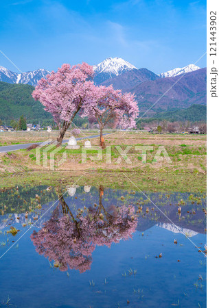 【桜素材】安曇野市春の原風景・常念道祖神の桜【長野県】 121443902