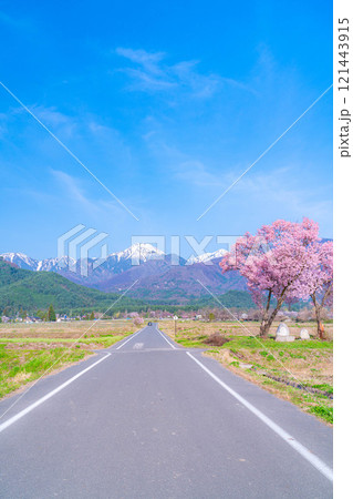 【桜素材】安曇野市春の原風景・常念道祖神の桜【長野県】 【桜素材】安曇野市春の原風景・常念道祖神の桜【長野県】 121443915