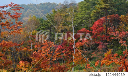 秋の志賀高原 潤満滝展望台付近の紅葉きれい 121444089