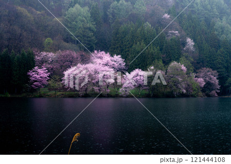 【桜素材】霧の中綱湖のオオヤマザクラ【長野県】 【桜素材】霧の中綱湖のオオヤマザクラ【長野県】 121444108