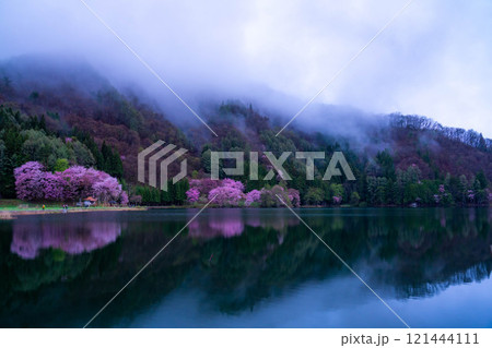【桜素材】霧の中綱湖のオオヤマザクラ【長野県】 【桜素材】霧の中綱湖のオオヤマザクラ【長野県】 121444111