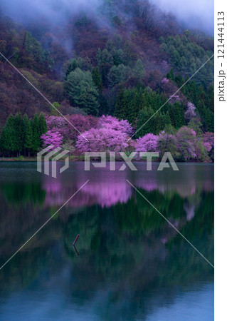 【桜素材】霧の中綱湖のオオヤマザクラ【長野県】 【桜素材】霧の中綱湖のオオヤマザクラ【長野県】 121444113