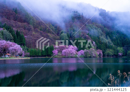 【桜素材】霧の中綱湖のオオヤマザクラ【長野県】 【桜素材】霧の中綱湖のオオヤマザクラ【長野県】 121444125