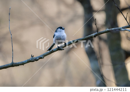 秋に見られる長い尾を持つかわいい小鳥、身近な日本の野鳥、エナガ 121444211