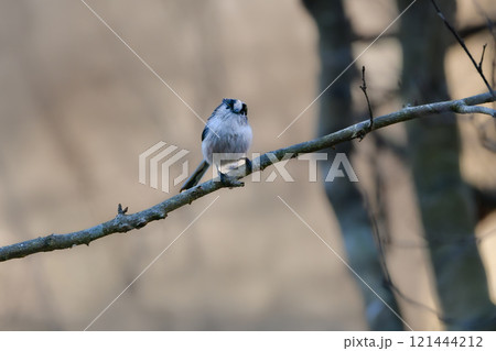 秋に見られる長い尾を持つかわいい小鳥、身近な日本の野鳥、エナガ 121444212