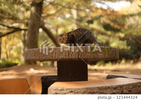 大神子海岸の猫 121444324