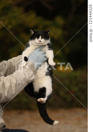 大神子海岸の猫 大神子海岸の猫 121444328