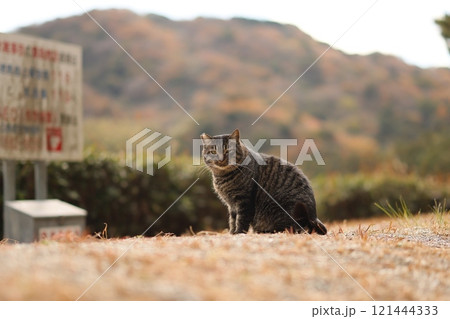 大神子海岸の猫 大神子海岸の猫 121444333