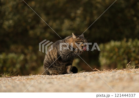 大神子海岸の猫 大神子海岸の猫 121444337