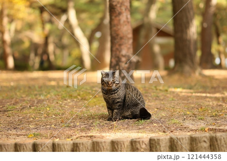 大神子海岸の猫 121444358