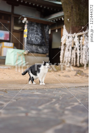 大神子海岸の猫 121444372