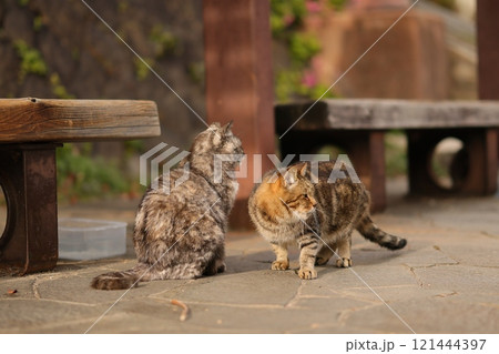 尾道の猫 121444397