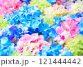 カラフルな紫陽花 121444442