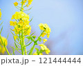 菜の花のある風景 121444444