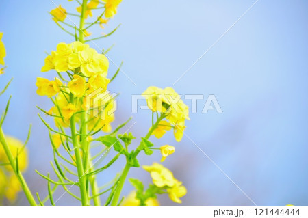 菜の花のある風景 121444444