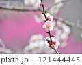 白い梅の花のアップ 121444445
