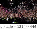 夜のライトアップされた梅の花 121444446