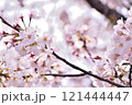 春の日差しを浴びて輝く満開の桜 121444447