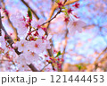 春の日差しを浴びる桜 121444453