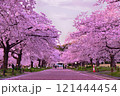 満開の桜並木 121444454