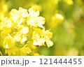 黄色い菜の花 121444455