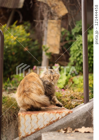 尾道の猫 121444458