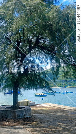 Green tree, garden floor, fishing boat on water bay in Hong Kong outdoor public park 121444497