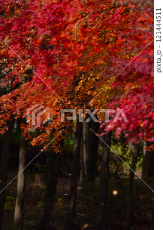 京都や日光で見られる、真っ赤なカーペットのような、美しい秋の日本の紅葉 121444511