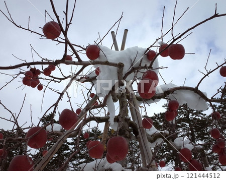 雪とりんごの風景_弘前 121444512