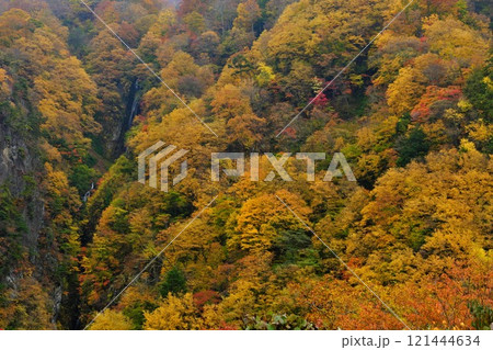 信州高山村 秋の松川渓谷 八滝の黄葉圧巻 121444634