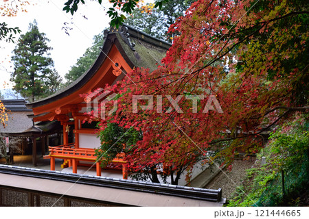 出雲大神宮 本殿の紅葉 出雲大神宮 本殿の紅葉 121444665