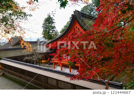 出雲大神宮　本殿の紅葉 121444667
