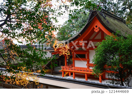 出雲大神宮 本殿の紅葉 出雲大神宮 本殿の紅葉 121444669