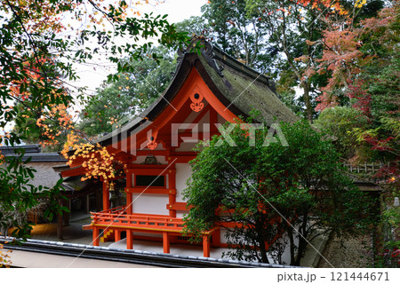 出雲大神宮 本殿の紅葉 出雲大神宮 本殿の紅葉 121444671