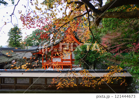 出雲大神宮 本殿の紅葉 出雲大神宮 本殿の紅葉 121444673