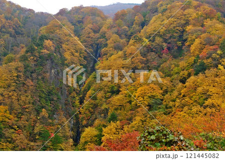 信州高山村 秋の松川渓谷 八滝を圧巻の黄葉が彩る 信州高山村 秋の松川渓谷 八滝を圧巻の黄葉が彩る 121445082