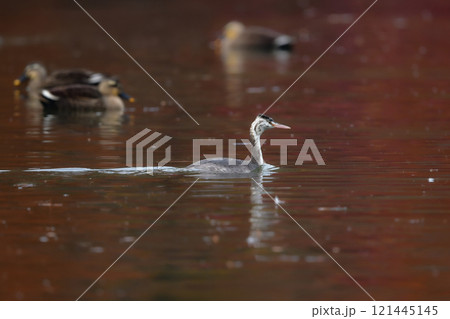 秋から冬に池や身近な公園の水辺で見られる白く細いカンムリカイツブリ 121445145