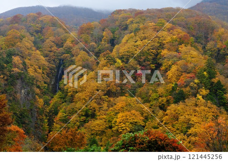 信州高山村 秋の松川渓谷 八滝全景を見事な黄葉が彩る 121445256