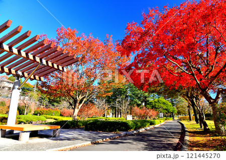 都立 陵南公園(東京都八王子市)【2024.11】 都立 陵南公園(東京都八王子市)【2024.11】 121445270