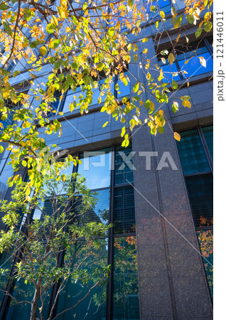 紅葉した街路樹と高層ビルを見上げるオフィス街の風景 121446011