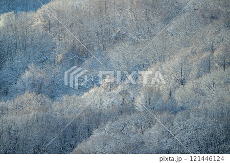 厳冬の藻岩山麓_9166 121446124