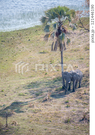 Aerial shot of an Elephant rubbing its head against a palm tree Aerial shot of an Elephant rubbing its head against a palm tree 121446190