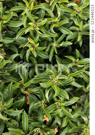 Nature background. Green leaves background. Top view of natural green leaf background. Nature background. Green leaves background. Top view of natural green leaf background. 121446313