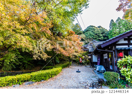 秋月城跡の紅葉【福岡県朝倉市】 秋月城跡の紅葉【福岡県朝倉市】 121446314